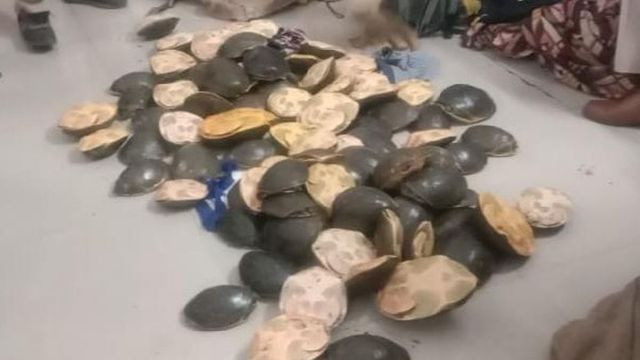 DDU जंक्शन पर लावारिस बोरे से बरामद हुए 80 कछुए, तस्कर फरार
